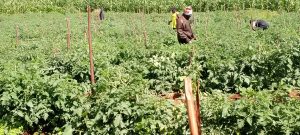 Université de Dschang Annexe de la FASA à BAFIA